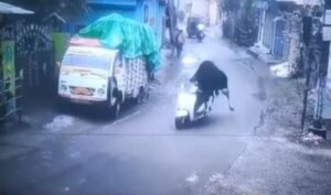 बुल ने ऋषिकेश में अपना ‘धोओ मचा ले’ पल दिया है; ‘स्कूटी’ पर वायरल प्रसिद्धि में सवारी करता है