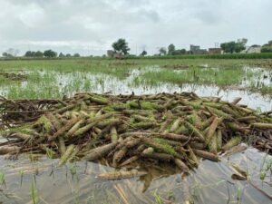 भूमि तक, बाढ़ क्षति को दूर करने के लिए मिट्टी में अधिक नाइट्रोजन जोड़ें: वैज्ञानिक