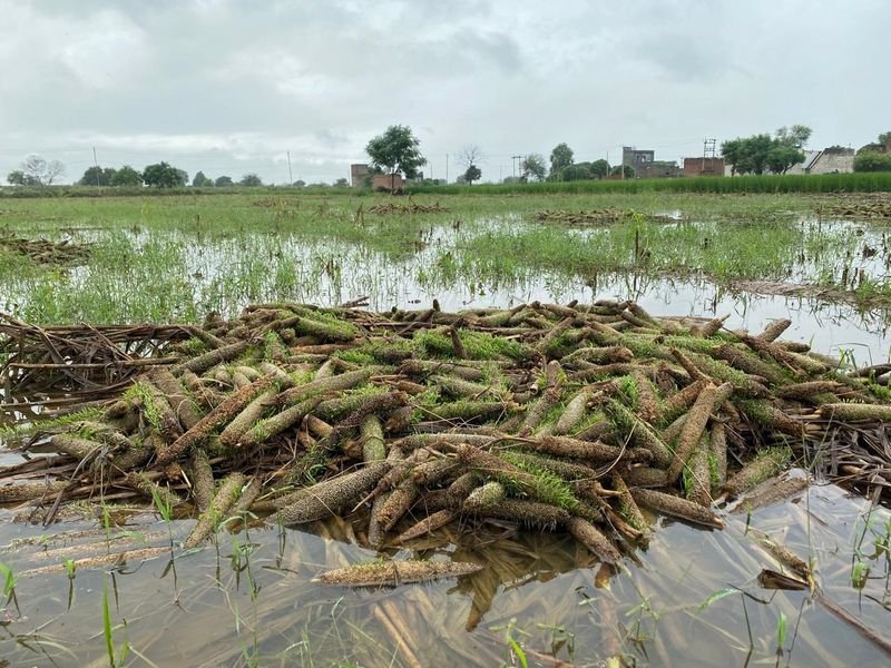 भूमि तक, बाढ़ क्षति को दूर करने के लिए मिट्टी में अधिक नाइट्रोजन जोड़ें: वैज्ञानिक